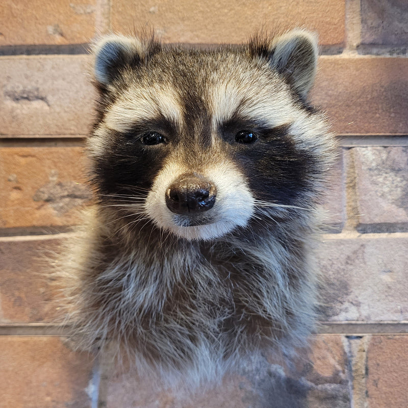 Raccoon Shoulder Taxidermy Mount