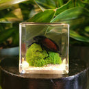 Blackish Stag Beetle Paperweight Cube