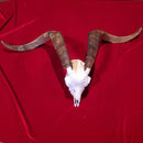 African Goat Skull