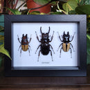 Odontolabis Trio in Frame