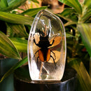 Orange Stag Beetle Slab Paperweight