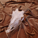 Domestic Goat Skull