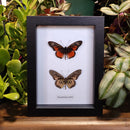 Clark's False Acraea Butterfly Comparison in Frame