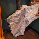 Chamois Taxidermy Mount