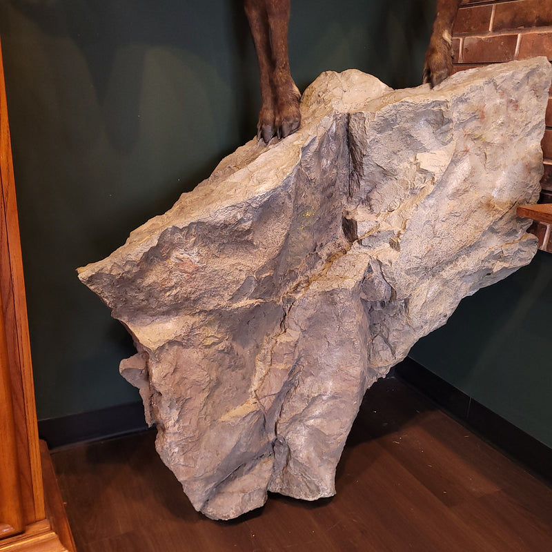 Chamois Taxidermy Mount