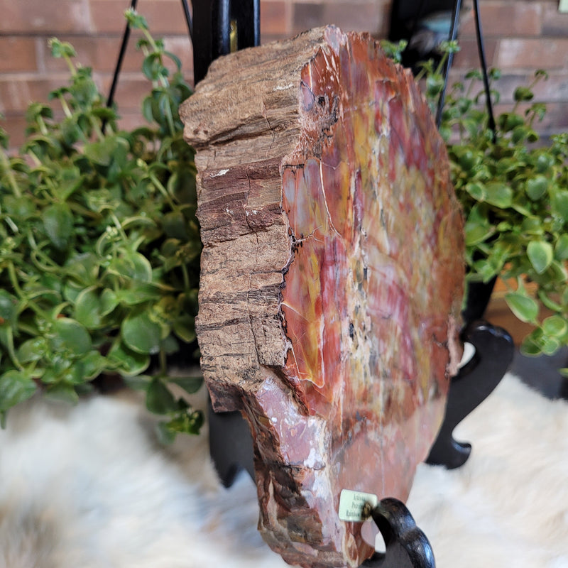 Petrified Rainbow Wood Slab with Stand