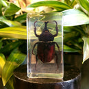 Medium Rhinoceros Beetle Paperweight