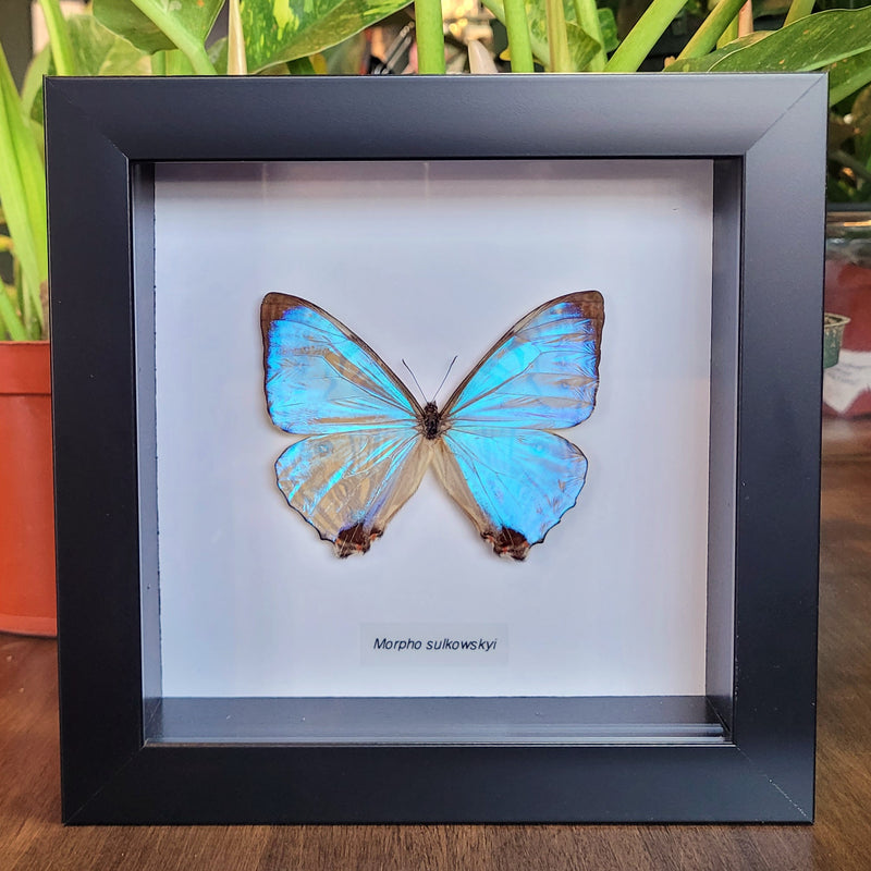 Sulkowsky's Morpho Butterfly in Frame