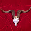 African Goat Skull
