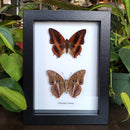 Western Red Charaxes Comparison in Frame