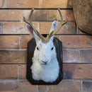Small Taxidermy Jackalope