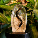 Centipede Slab Paperweight