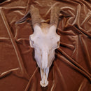 Domestic Goat Skull