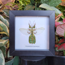 Javanese Leaf Insect in Frame