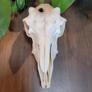Sheep Skull