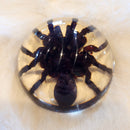 Tarantula Dome