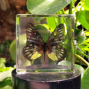 Red-base Jezebel Butterfly Paperweight