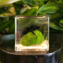 Blackish Stag Beetle Paperweight Cube