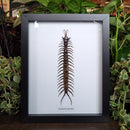 Jungle Centipede in Frame