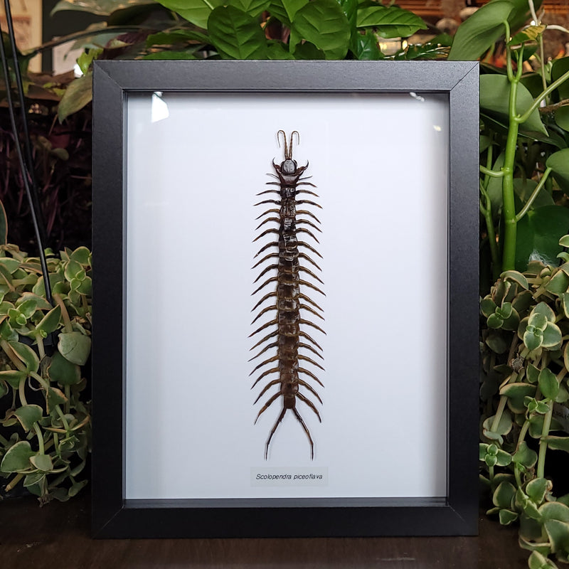 Jungle Centipede in Frame