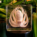 Octopus Paperweight