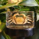 Crab Medium Paperweight