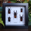 Prosopocoilus Collection in Frame