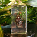 Eastern Chafer Beetle Paperweight