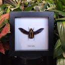 Tiger Flower Beetle in Frame