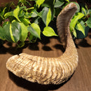 Sheep Horn