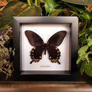 Papilio deiphobus Butterfly in Frame