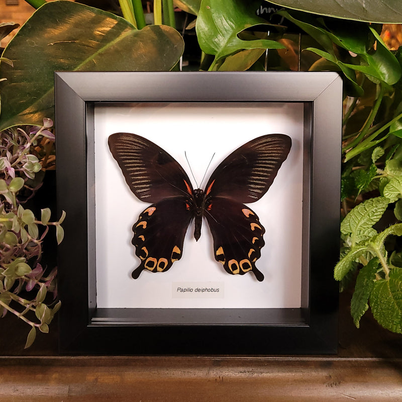 Papilio deiphobus Butterfly in Frame