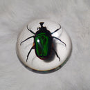 Chafer Beetle Dome Paperweight