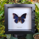 Common Blue Charaxes Butterfly in Frame