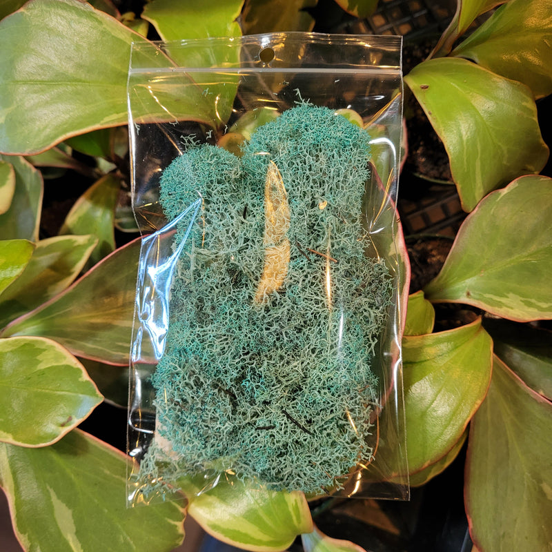 Bag of Terrarium Filling