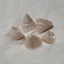 Pearl Among Pong Shell