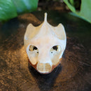 River Cooter Turtle Skull