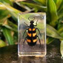 Small Invertebrate Paperweight