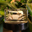 Fiddler Crab Medium Paperweight