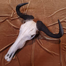 Blue Wildebeest Skull