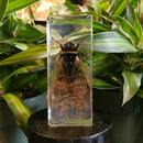 Large Cicada Paperweight