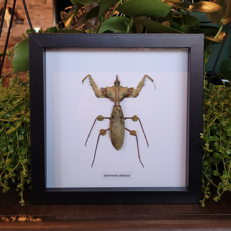 Devil's Flower Mantis in Frame