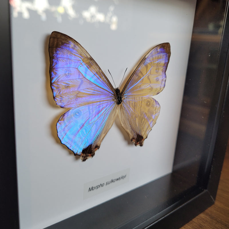Sulkowsky's Morpho Butterfly in Frame