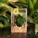 Small Invertebrate Paperweight