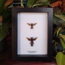 Wasp Collection in Frame