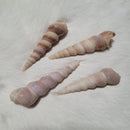 Purple Turritella Shell