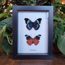 Red Flasher Butterfly Comparison in Frame