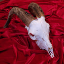 African Goat Skull