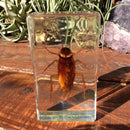Cockroach Paperweight - Curious Nature