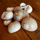 Nautica Lineata Shell